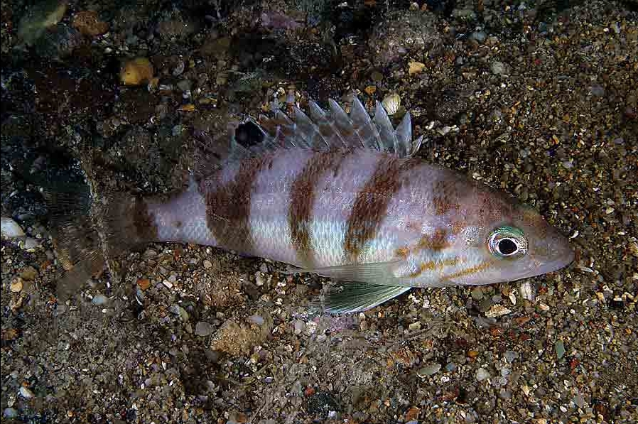 Serranus hepatus (Sacchetto)